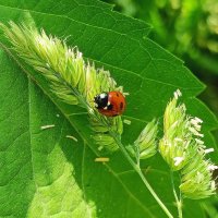 Солнечный день! :: Валентина  Нефёдова 