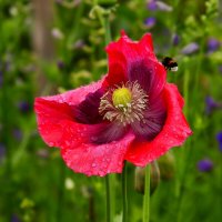 Утро июня :: Юрий. Шмаков