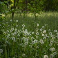 *** :: Яна Горбунова