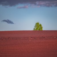 Поле в свете заката :: Sergei Vikulov