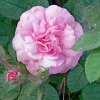 Расцвёл шиповник розовый :: Galina Solovova