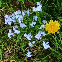 Любимые детские цветы :: veilins veilins