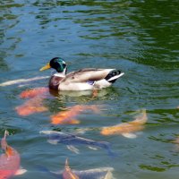 На реке Героон :: Валерий Ткаченко На реке Героон :: Валерий Ткаченко