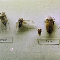 Насекомые музея :: Джованни Луче