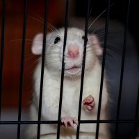 Альфред :: Тамара Вебер