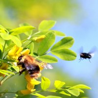 Цветёт акация... :: Андрей Катков