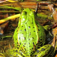 Лягушонок :: Андрей Снегерёв Лягушонок :: Андрей Снегерёв