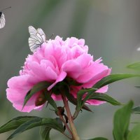 *** :: владимир 