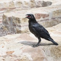 И ворон крикнул–Nеvеrмоrе :: Борис Генкин