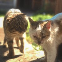 Знакомство :: Евгения Мокшина