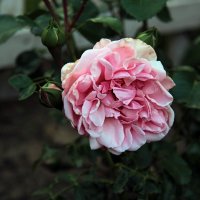 Роза. :: Маргарита ( Марта ) Дрожжина Роза. :: Маргарита ( Марта ) Дрожжина