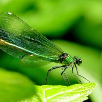 из снятого сегодня 2 :: Александр Прокудин из снятого сегодня 2 :: Александр Прокудин