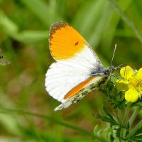 из снятого сегодня  5 :: Александр Прокудин