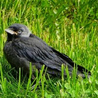 Слёток галки. :: Милешкин Владимир Алексеевич 