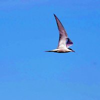 Июль...Крачка в полете1 :: Владимир 