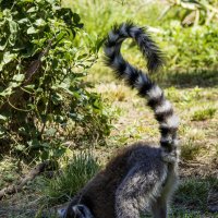 Кошачий лемур. :: Alexander Amromin