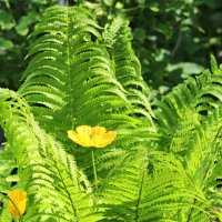 "Цветение" папоротника :: Любовь Сахарова "Цветение" папоротника :: Любовь Сахарова
