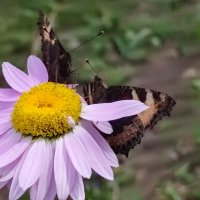 Переговоры :: Валентина Богатко 