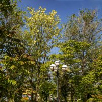 Акация :: Анатолий Чикчирный