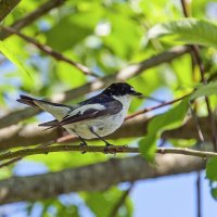Мухоловка-пеструшка :: Валерий Иванович Мухоловка-пеструшка :: Валерий Иванович