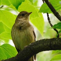 Соловей :: Лина 