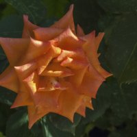 Оранжевая роза,Флорибунда :: Валентин Семчишин