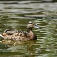 Москва. Весна в Аптекарском... :: Наташа *****