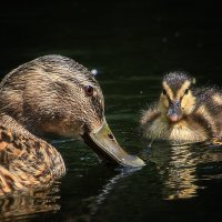 Мать и дитя :: Андроник Александр Мать и дитя :: Андроник Александр