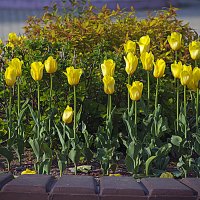 Тюльпаны :: Владимир Кроливец