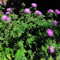 Василек подбеленный :: Рита Симонова