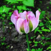 Тюльпан :: Рита Симонова
