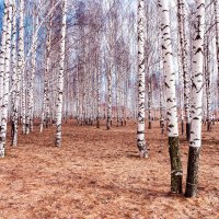 Березы в Комсомольском парке г. Волчанск :: Владимир Калеев