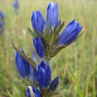 Горечавка :: Anna Ivanova