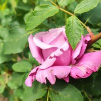 ,,, :: Сергей Тимоновский