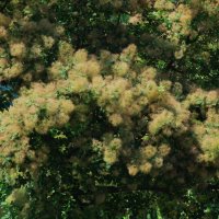 Уже июнь ! :: Елена Шаламова