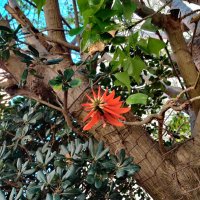 Эритрина пёстрая :: Светлана Хращевская Эритрина пёстрая :: Светлана Хращевская