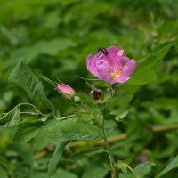 Спасибо этому дому, пойду к другому! :: Oleg4618 Шутченко