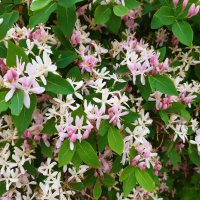 Вот и лето пришло :: Галина Минчук