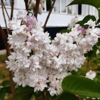 Вот и лето пришло :: Галина Минчук