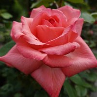 "Почему так сладко пахнут розы, Принося сумятицу в сердца? ..."... :: Галина 