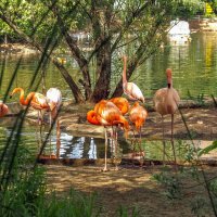 Зоопарк :: юрий поляков