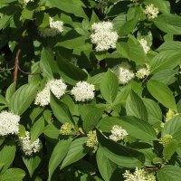 Дёрен :: Freddy 97