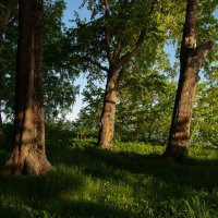 Летние прогулки :: Павел Харлин