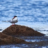 Рыбачка :: Игорь Шабалин