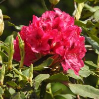 цветы в моём саду :: ИННА ПОРОХОВА