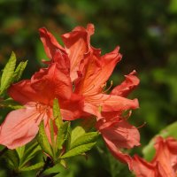 цветы в моём саду :: ИННА ПОРОХОВА