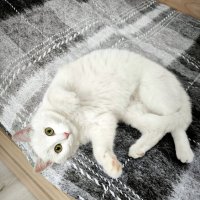 *   *   * :: Елена 