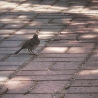 Обида :: Евгения Мокшина