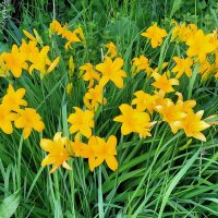 Цветет лилейник :: Вера (makivera)