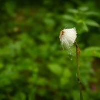 Одуванчик на пенсии :: Prinz Eugen 